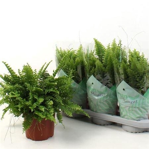 Nephro Green Moment
