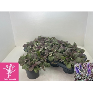 AJUGA R BURGUNDY GLO