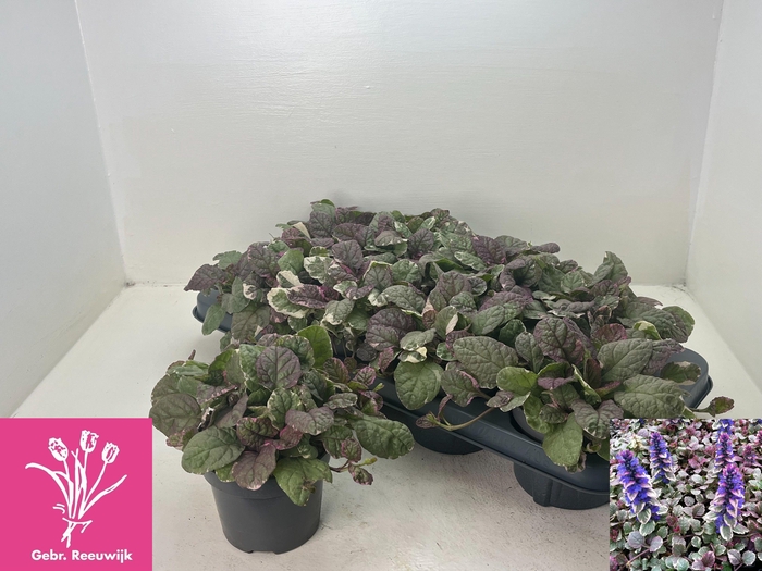 <h4>AJUGA R BURGUNDY GLO</h4>