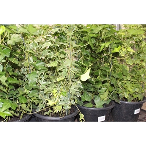 HEDERA VARIADO P24