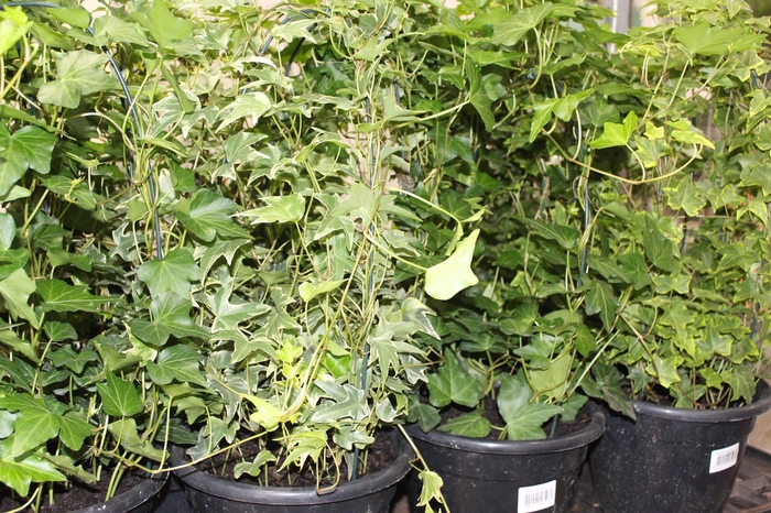 <h4>HEDERA VARIADO P24</h4>