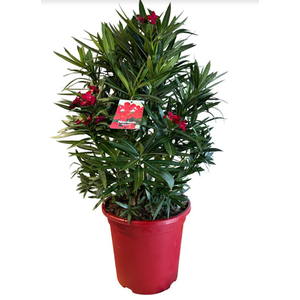 Nerium oleander