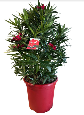 <h4>Nerium oleander</h4>