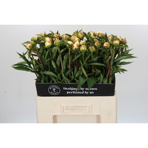 Paeonia Duchesse De Nemours