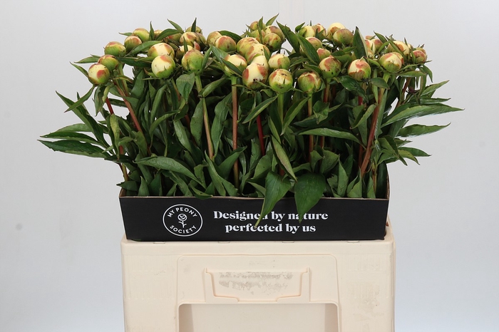 <h4>Paeonia Duchesse De Nemours</h4>