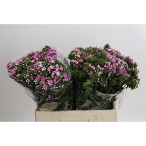 Dianthus Br Amazon Rose Magic
