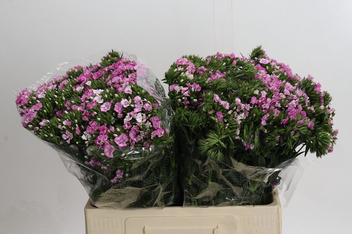 <h4>Dianthus Br Amazon Rose Magic</h4>