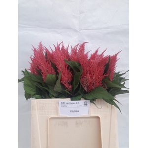 CELOSIA ARG. PL 'ROYAL PINK' rožinė