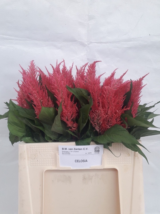 <h4>CELOSIA ARG. PL 'ROYAL PINK' rožinė</h4>