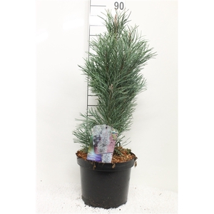 Pinus strobus 'Fastigiata' P26 potgedrukt