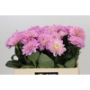 Dahlia Princess Kate