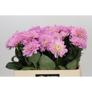 Dahlia Princess Kate