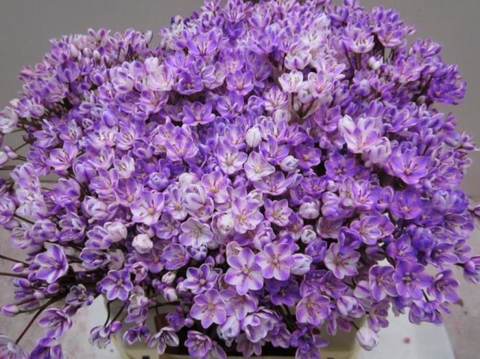 <h4>Allium Flocon G Milka</h4>