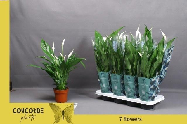 <h4>SPATH SWEET CHICO</h4>