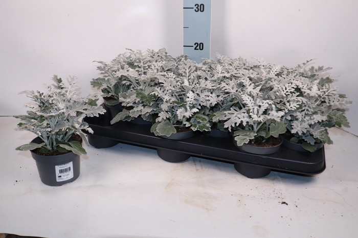 <h4>JACOBAEA MARITIMA</h4>