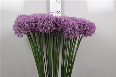 <h4>Allium Gladiator</h4>