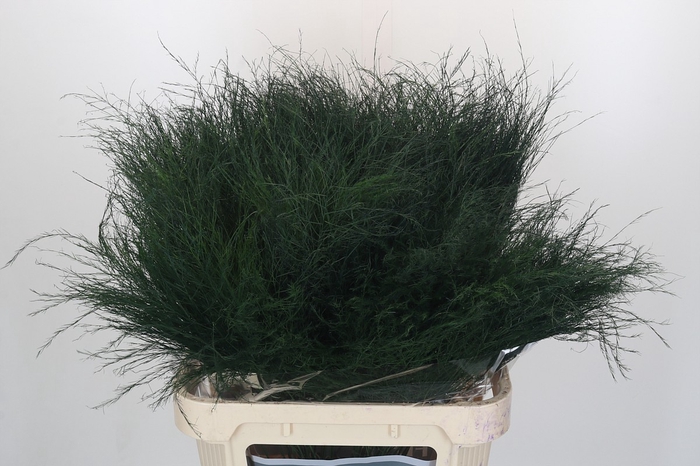 <h4>Asparagus Virgatus</h4>