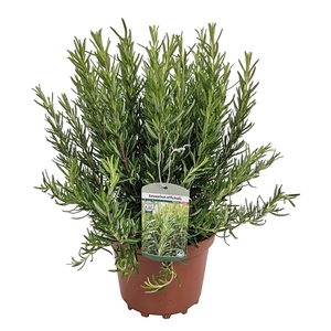 Rosmarinus Officinalis Bush - 1154