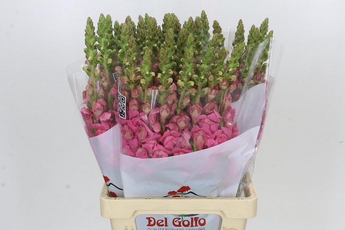 Antirrhinum Potomac Cherry Pink