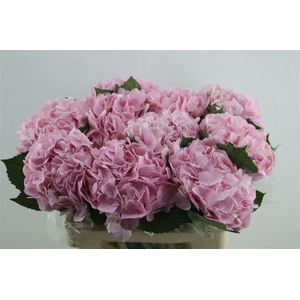 Hydr. M Force Pink 60-18