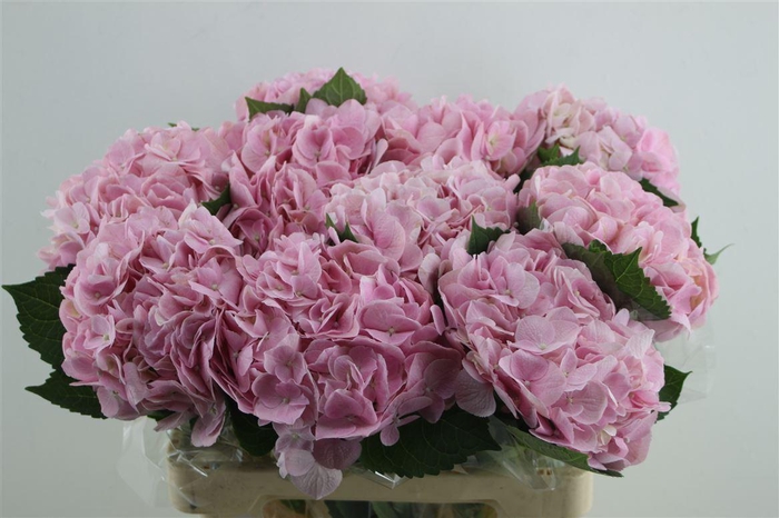 <h4>Hydr. M Force Pink 60-18</h4>