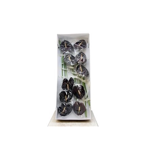 Anthurium Exclusief Nr 284
