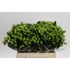 Hypericum Lucky Romance
