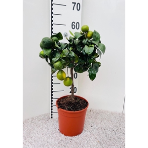 Citrus limetta Lime-Rosso on stem