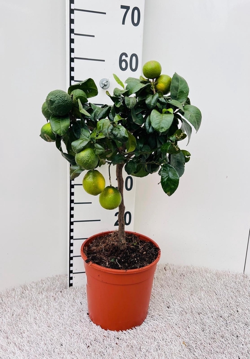 <h4>Citrus limetta Lime-Rosso on stem</h4>