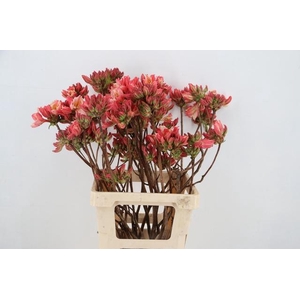 RHODO. OLD PINK 065CM