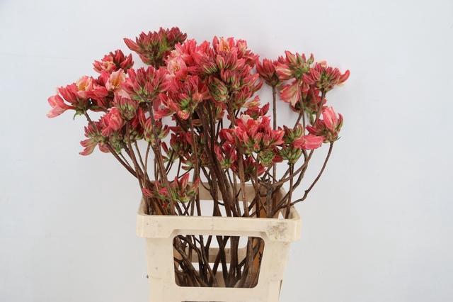 <h4>RHODO. OLD PINK 065CM</h4>