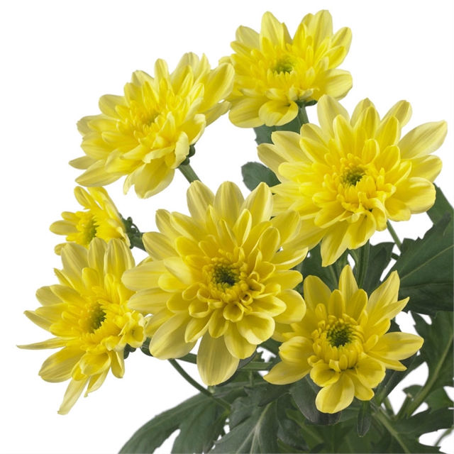 Chrys sp baltica yellow