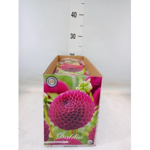 Dahlia   ...flowerbulbs