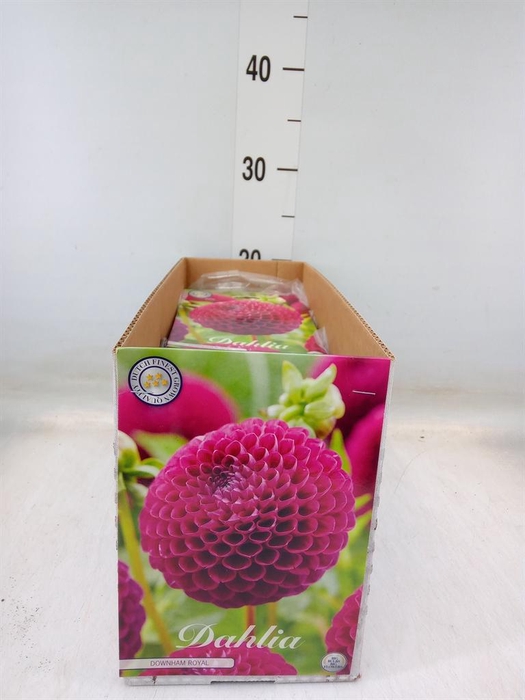 <h4>Dahlia   ...flowerbulbs</h4>