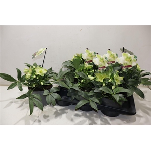 arr8 Hell Viv Viviana