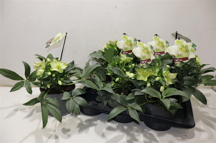 <h4>arr8 Hell Viv Viviana</h4>