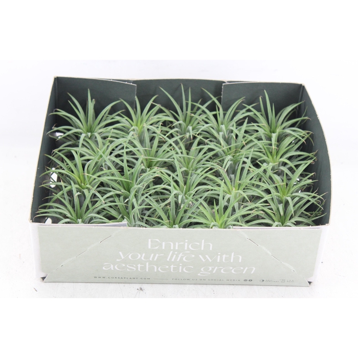 <h4>Arr3 Cp - Till. - Ionantha Groen X20</h4>