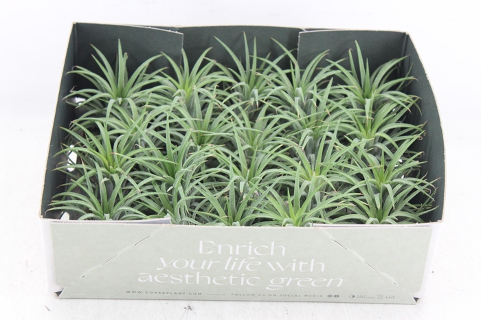 Arr3 Cp - Till. - Ionantha Groen X20