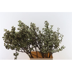 Euca Torriliana Large 100cm P Stem