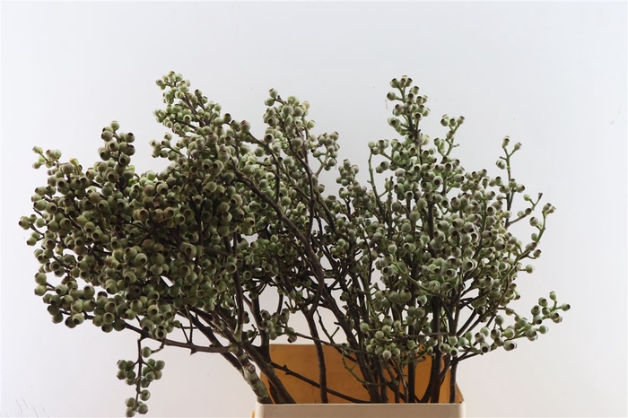 <h4>Euca Torriliana Large 100cm P Stem</h4>