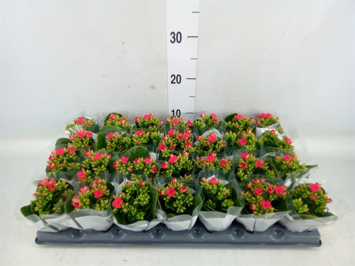 <h4>Kalanchoe   ...</h4>