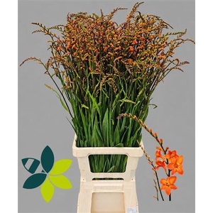 Crocosmia Peach Melba