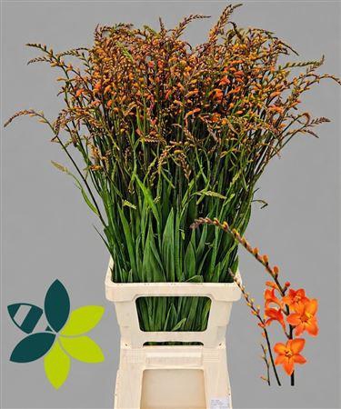 <h4>Crocosmia Peach Melba</h4>