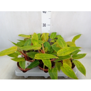 Philodendron   ...