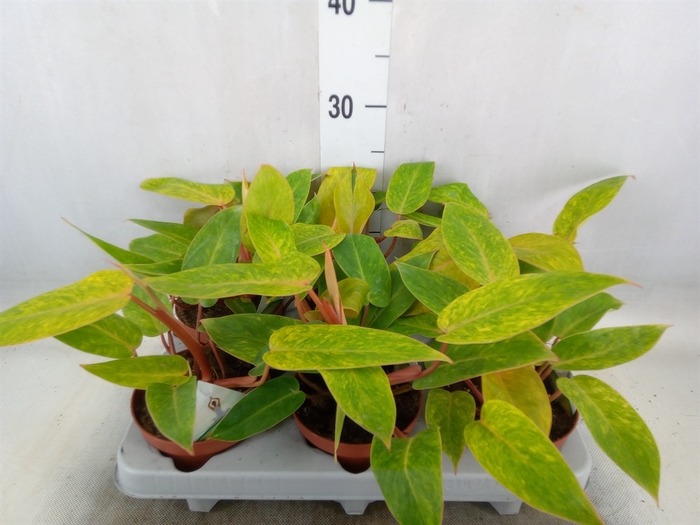 <h4>Philodendron   ...</h4>