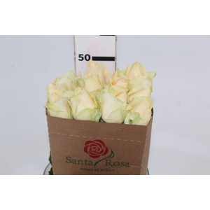 ROSA PEACH AVALANCHE 050 CM ESTUFA