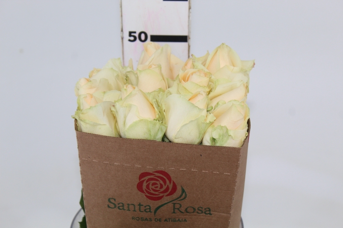 <h4>ROSA PEACH AVALANCHE 050 CM ESTUFA</h4>