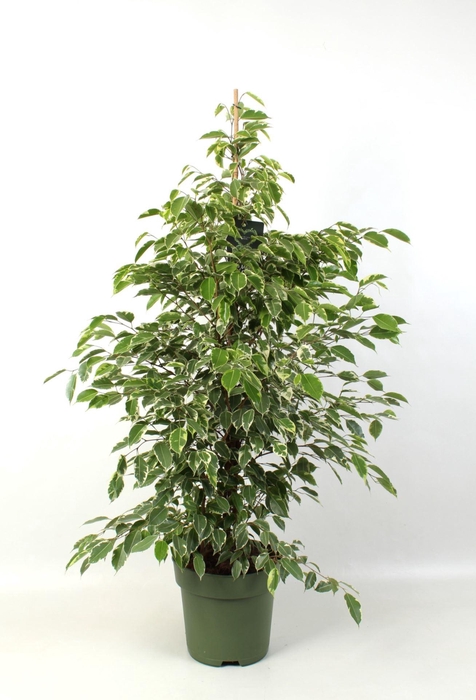 <h4>Ficus benj. Golden King</h4>