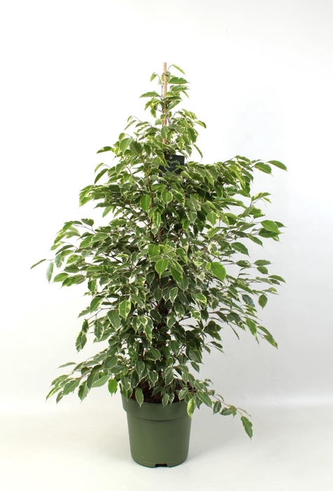 <h4>Ficus benj. Golden King</h4>