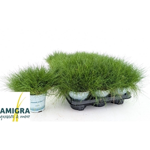 FEST GA AMIGREEN